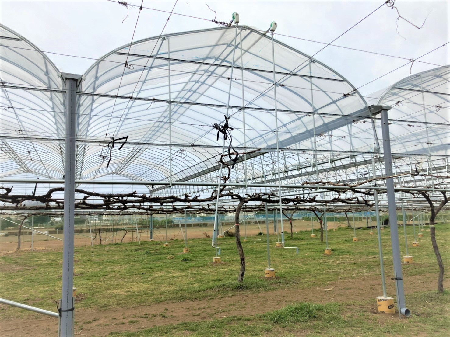 【雨樋】ブドウ棚雨よけハウス(252坪)|埼玉県の施工実績