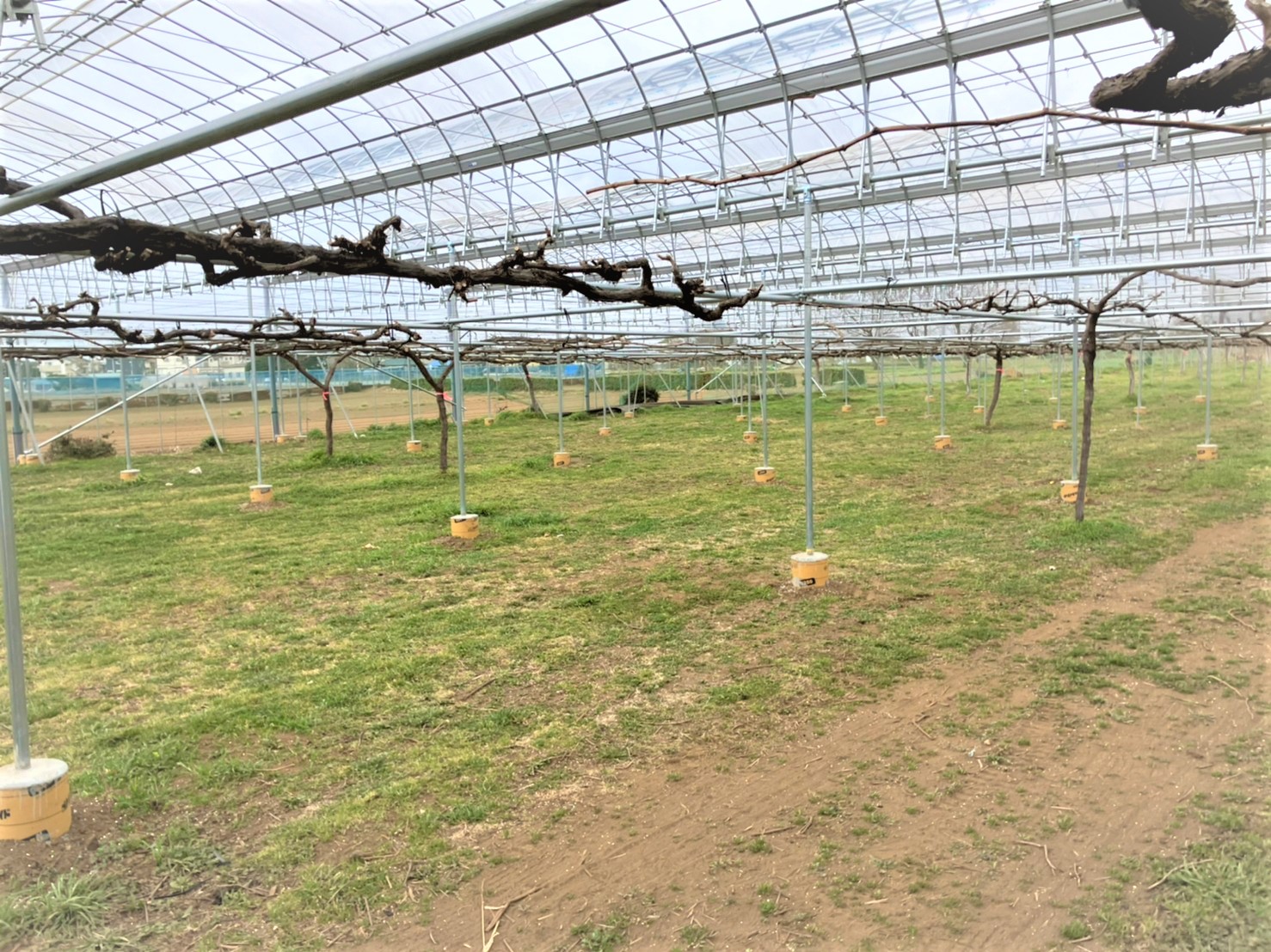 【雨樋】ブドウ棚雨よけハウス(252坪)|埼玉県の施工実績