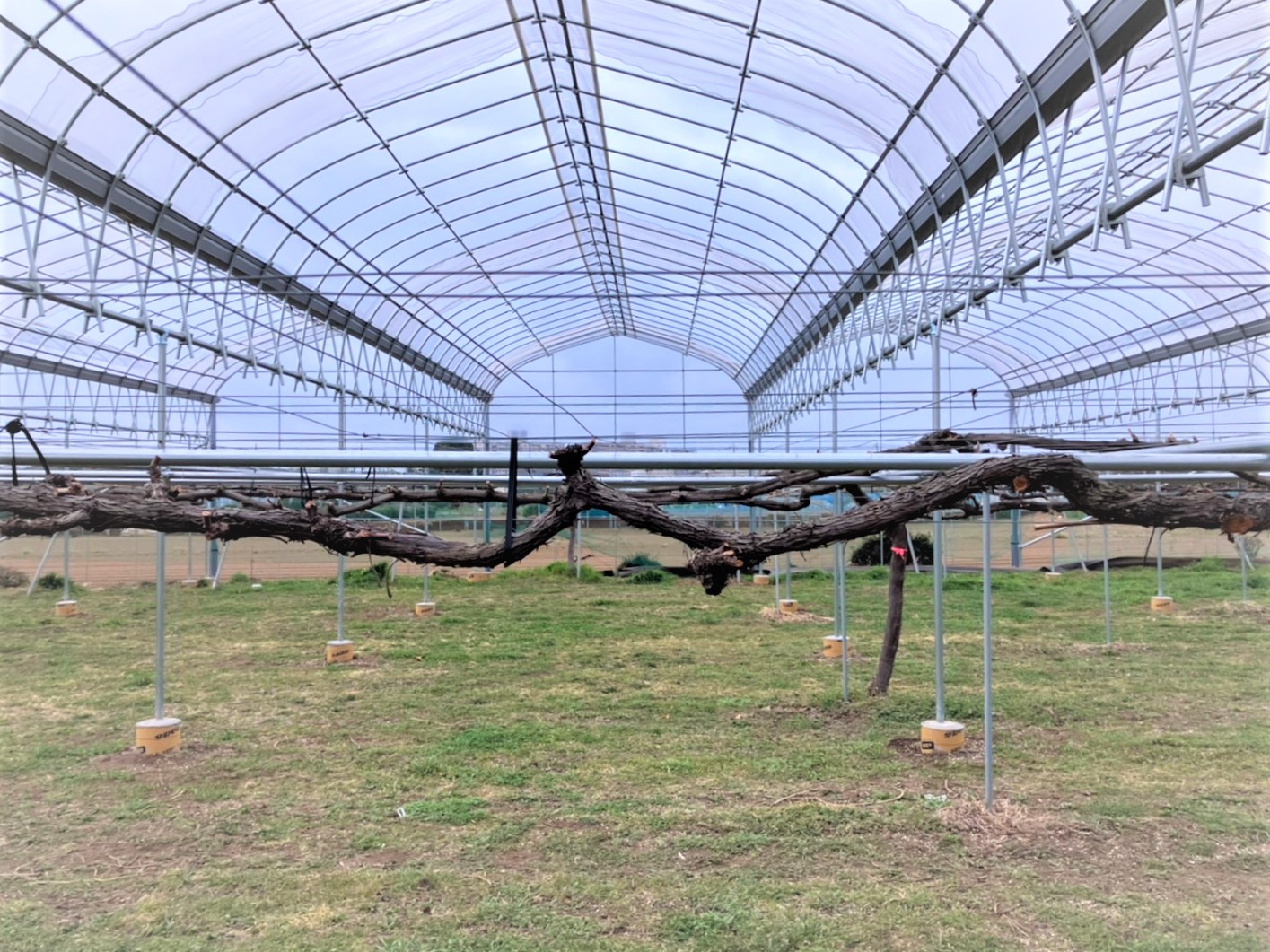 【雨樋】ブドウ棚雨よけハウス(252坪)|埼玉県の施工実績
