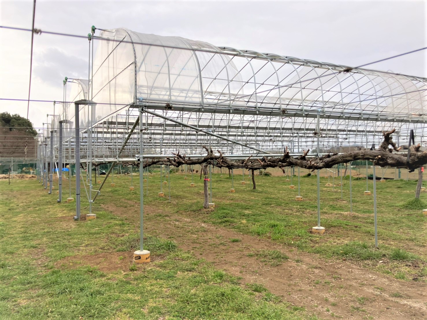【雨樋】ブドウ棚雨よけハウス(252坪)|埼玉県の施工実績