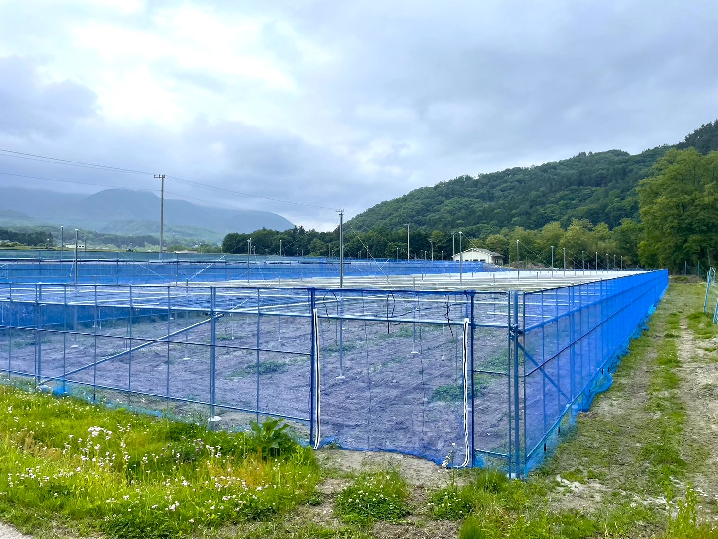 農薬にも強い！錆びにくいキウイ棚と沈まない支柱の施工事例|山梨県の施工実績
