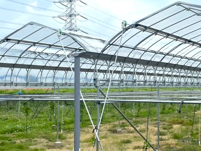 【ぶどう用】棚雨よけハウス（282坪）｜埼玉県の施工実績