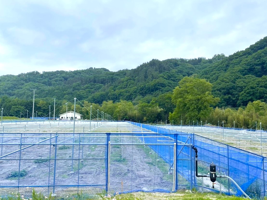 農薬にも強い！錆びにくいキウイ棚と沈まない支柱の施工事例|山梨県の施工実績