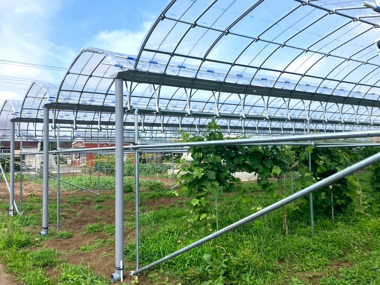 (株)共走|東京都の施工実績|【ぶどう用】果樹棚雨よけハウス(213坪)