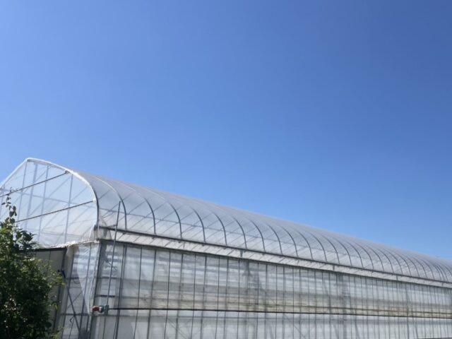 ビニールハウス屋根遮光剤塗布前の外観写真