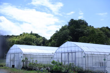 ビニールハウス張替で老朽ハウス“復活”！ 見逃せない３つのコスト削減ポイントの画像