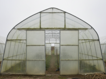 フィルムが劣化しているビニールハウスの写真