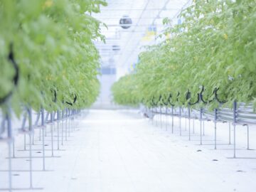 農業用栽培ベンチ-作業効率向上・通気性向上、根圏環境の安定化-の画像